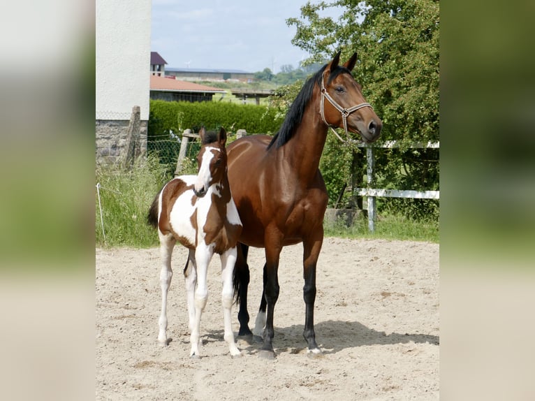Más caballos centroeuropeos Semental  168 cm Pío in Borgentreich