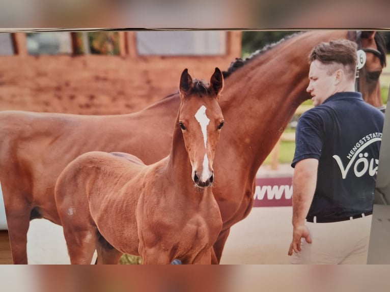 Más caballos centroeuropeos Semental Potro (04/2024) 170 cm Castaño in Salzwedel