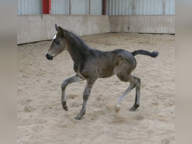 Más caballos centroeuropeos Semental Potro (02/2026) 170 cm Morcillo in Borgentreich