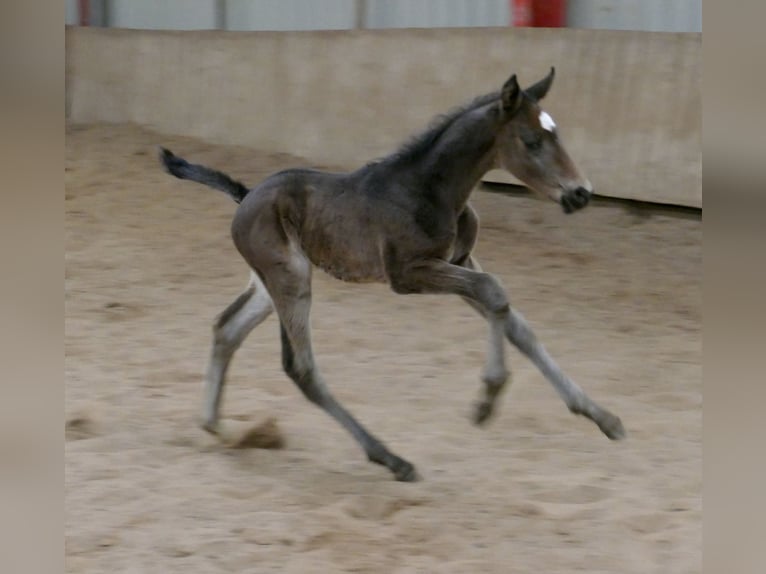 Más caballos centroeuropeos Semental Potro (03/2026) 170 cm Morcillo in Borgentreich