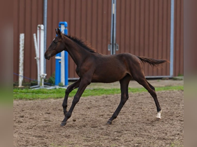 Más caballos centroeuropeos Semental Potro (04/2026) 170 cm Morcillo in Borgentreich