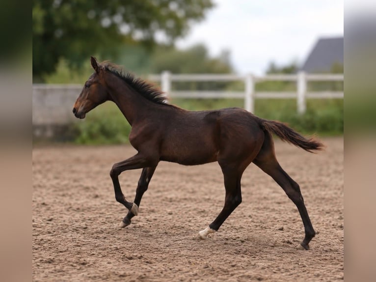 Más caballos centroeuropeos Semental Potro (04/2026) 170 cm Morcillo in Borgentreich