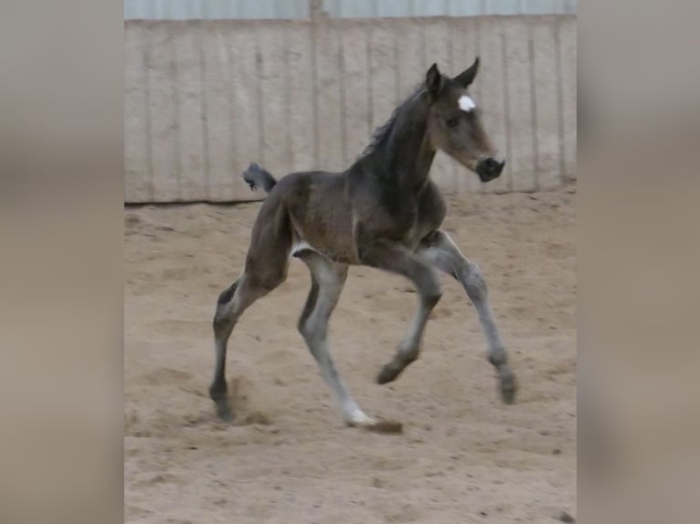 Más caballos centroeuropeos Semental Potro (03/2026) 170 cm Morcillo in Borgentreich