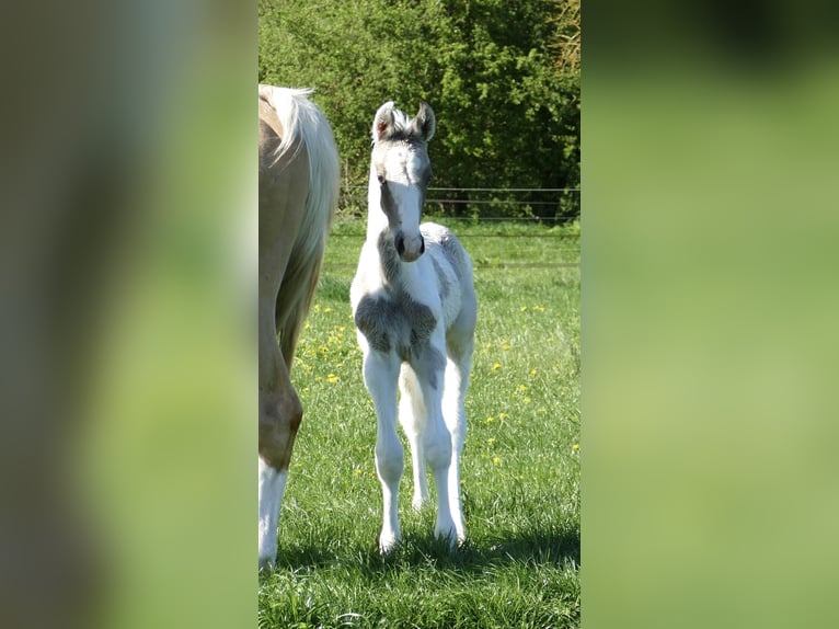 Más caballos centroeuropeos Semental Potro (03/2025) 170 cm Pío in Borgentreich