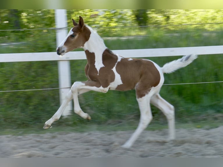 Más caballos centroeuropeos Semental Potro (04/2026) 170 cm Pío in Borgentreich