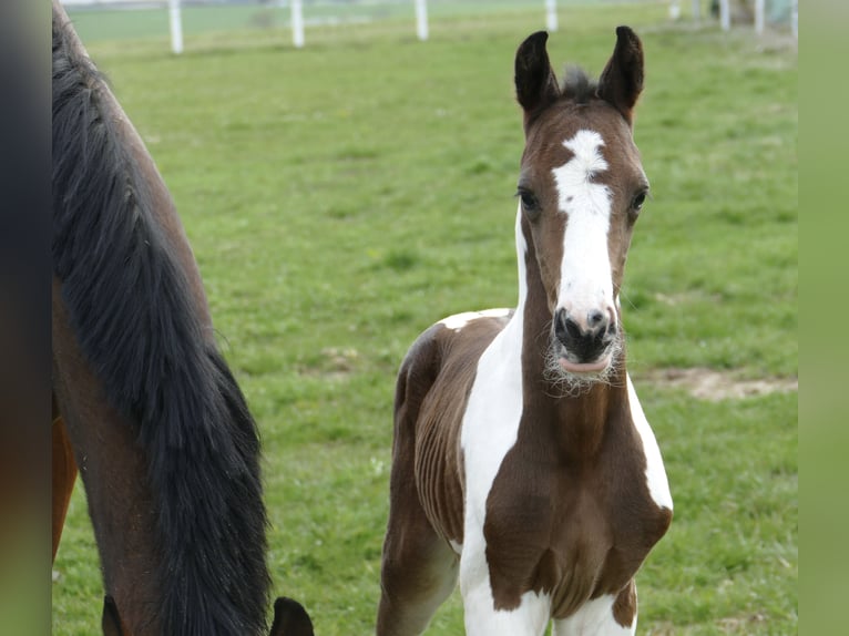 Más caballos centroeuropeos Semental Potro (04/2026) 170 cm Pío in Borgentreich