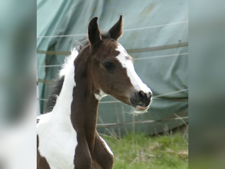Más caballos centroeuropeos Semental Potro (04/2026) 170 cm Pío in Borgentreich