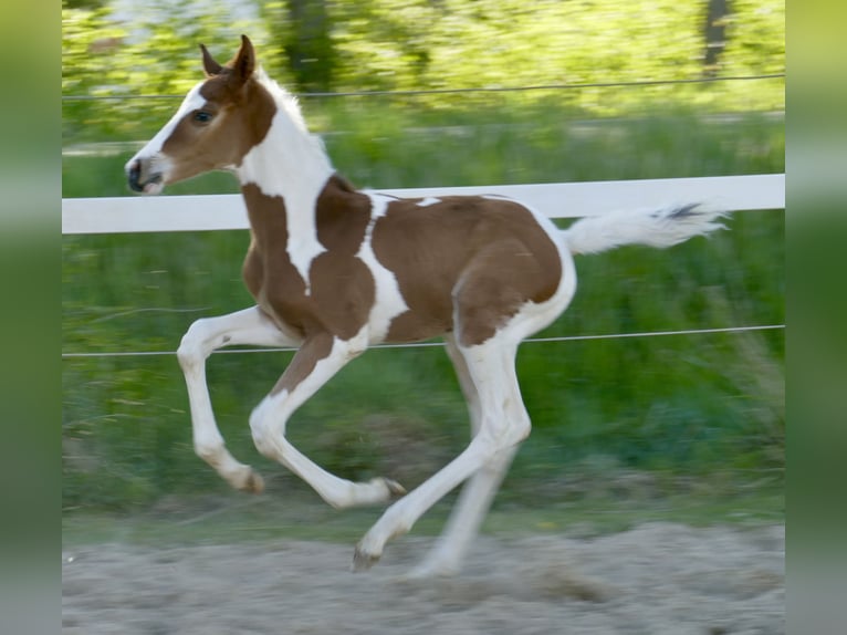 Más caballos centroeuropeos Semental Potro (04/2026) 170 cm Pío in Borgentreich