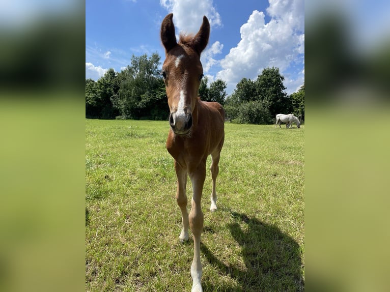 Más caballos centroeuropeos Semental Potro (04/2024) Alazán in Bramsche