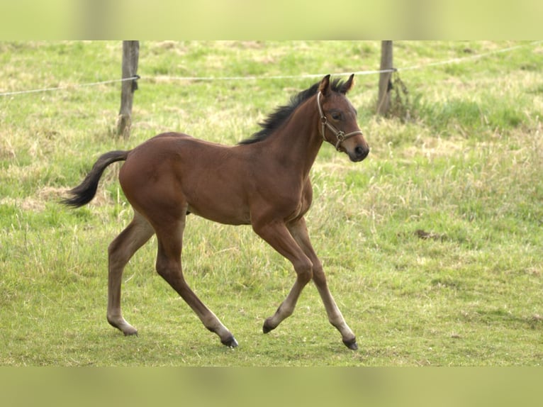 Más caballos centroeuropeos Semental Potro (05/2024) Castaño in Werl