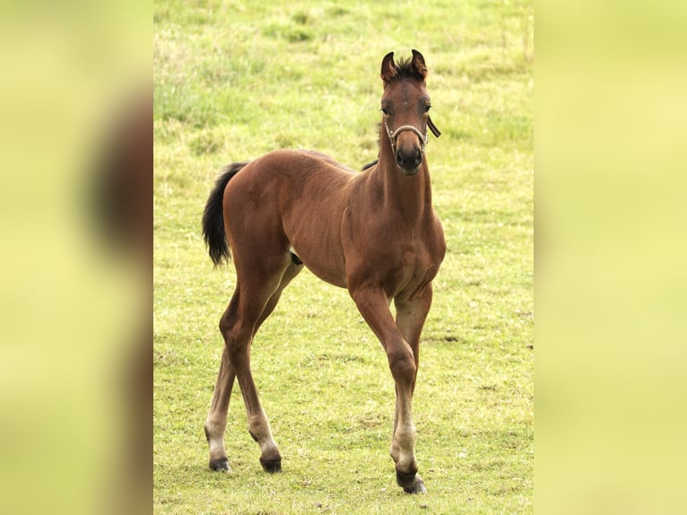 Más caballos centroeuropeos Semental Potro (05/2024) Castaño in Werl