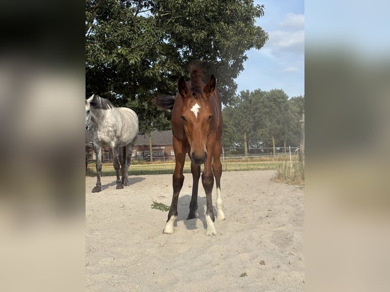 Más caballos centroeuropeos Semental Potro (04/2026) Castaño in Horst