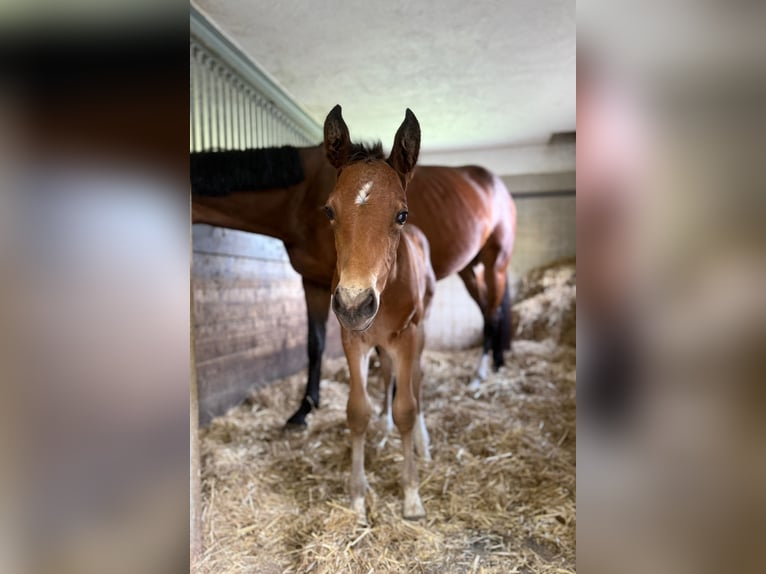 Más caballos centroeuropeos Mestizo Semental  Castaño in St Koloman