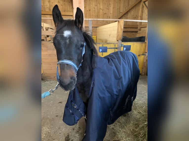 Más caballos centroeuropeos Semental  Castaño oscuro in Puch