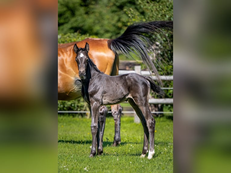 Más caballos centroeuropeos Semental Potro (06/2024) Castaño oscuro in Waddinxveen