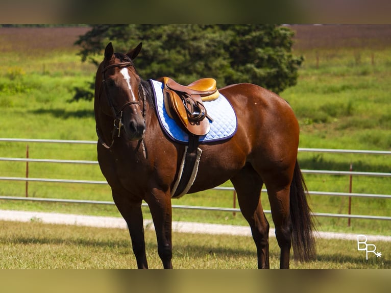 Más caballos centroeuropeos Yegua 10 años 152 cm Castaño rojizo in Mountain Grove MO