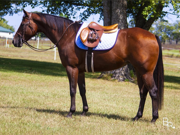 Más caballos centroeuropeos Yegua 10 años 152 cm Castaño rojizo in Mountain Grove MO