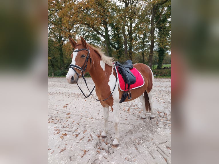 Más caballos centroeuropeos Yegua 10 años 156 cm Pío in Cuxhaven