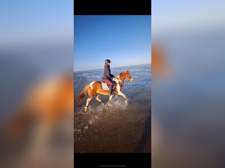 Más caballos centroeuropeos Yegua 10 años 156 cm Pío in Cuxhaven