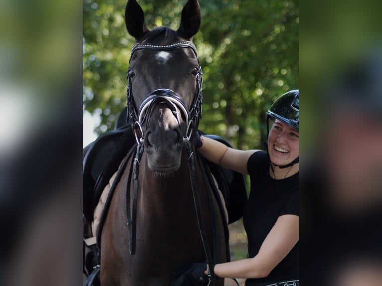 Más caballos centroeuropeos Mestizo Yegua 10 años 160 cm Negro in Krefeld