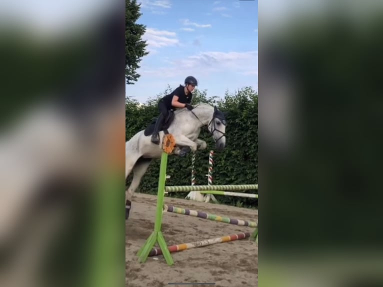 Más caballos centroeuropeos Mestizo Yegua 10 años 160 cm Tordo in Graz Umgebung