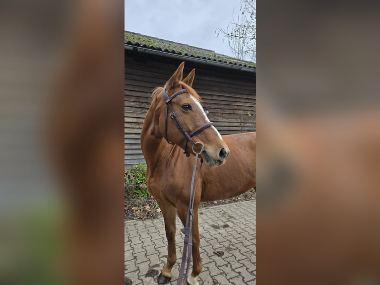 Más caballos centroeuropeos Yegua 10 años 161 cm Alazán in Minden