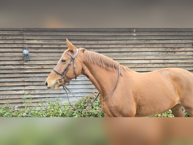 Más caballos centroeuropeos Yegua 10 años 161 cm Alazán in Minden