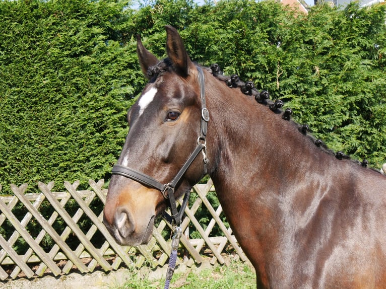 Más caballos centroeuropeos Yegua 10 años 163 cm Castaño in Dorsten