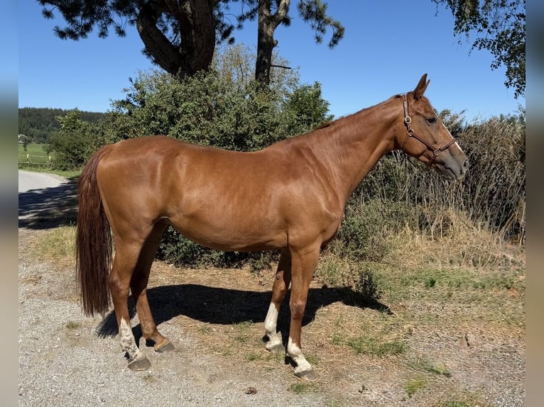 Más caballos centroeuropeos Yegua 10 años 165 cm Alazán in Davidschlag