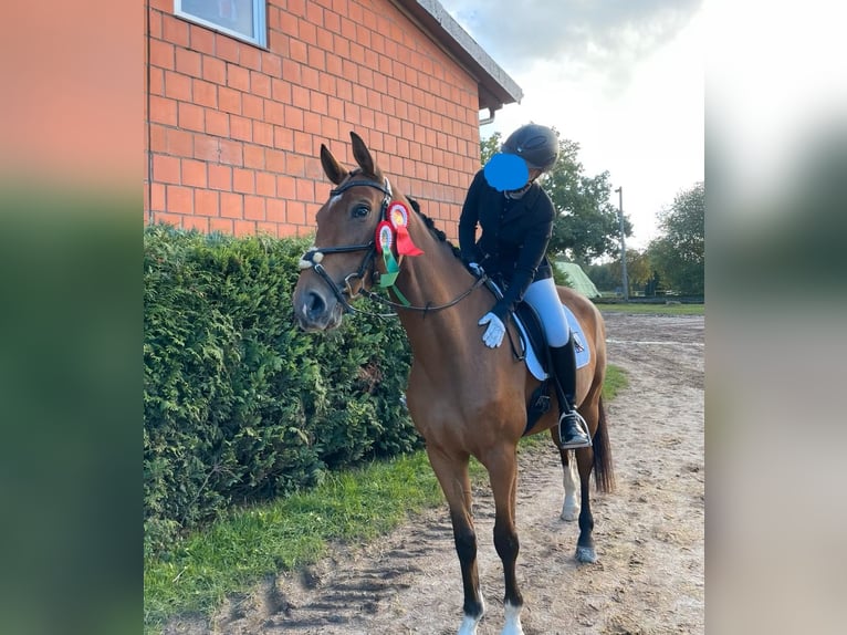 Más caballos centroeuropeos Yegua 10 años 165 cm Castaño claro in Buchholz in der Nordheide