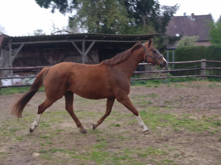 Más caballos centroeuropeos Yegua 10 años 167 cm Alazán in Ahlerstedt