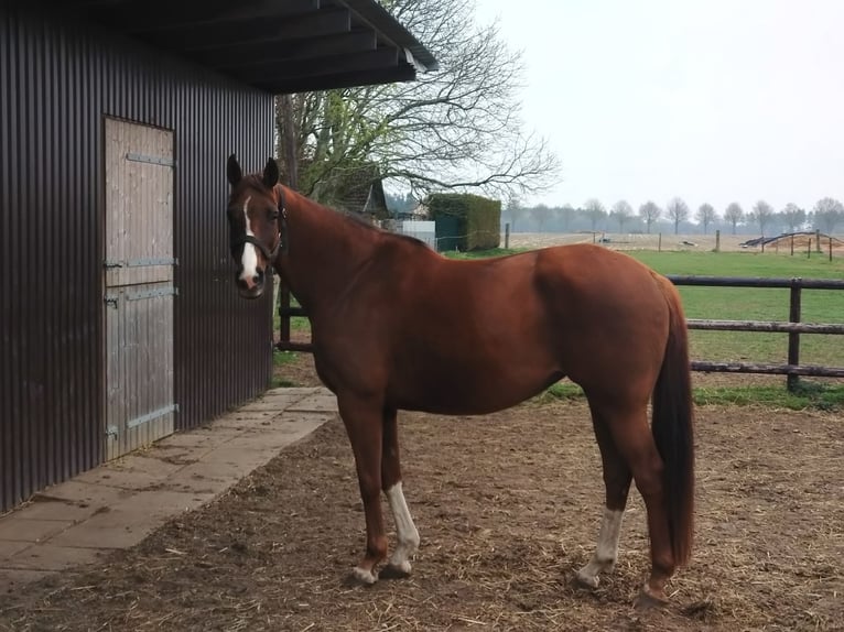 Más caballos centroeuropeos Yegua 10 años 167 cm Alazán in Ahlerstedt