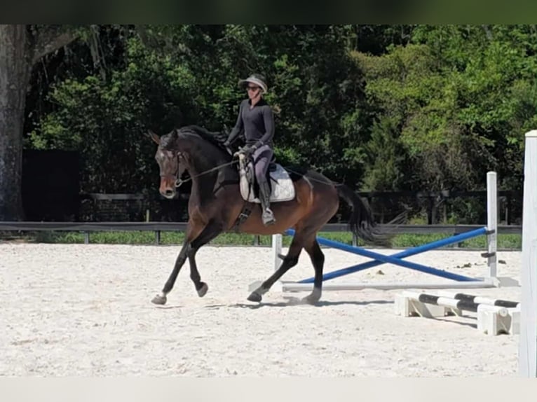 Más caballos centroeuropeos Yegua 10 años 168 cm Castaño rojizo in Ocala FL