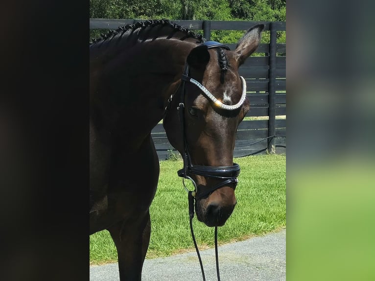 Más caballos centroeuropeos Yegua 10 años 168 cm Castaño rojizo in Ocala FL
