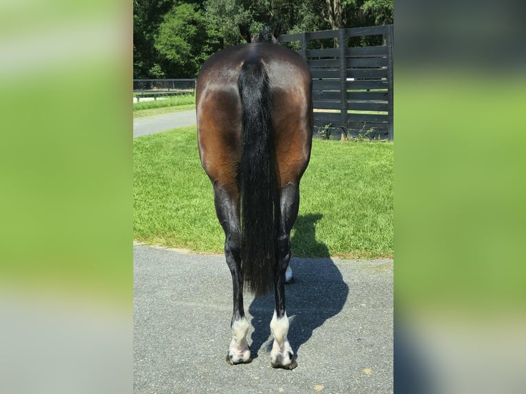 Más caballos centroeuropeos Yegua 10 años 168 cm Castaño rojizo in Ocala FL