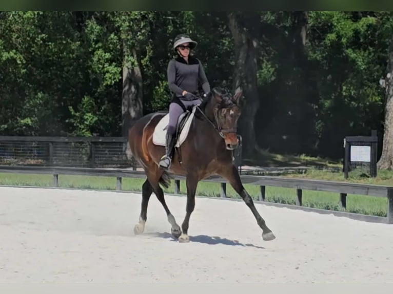 Más caballos centroeuropeos Yegua 10 años 168 cm Castaño rojizo in Ocala FL