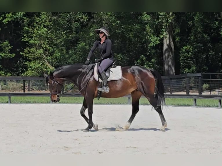 Más caballos centroeuropeos Yegua 10 años 168 cm Castaño rojizo in Ocala FL