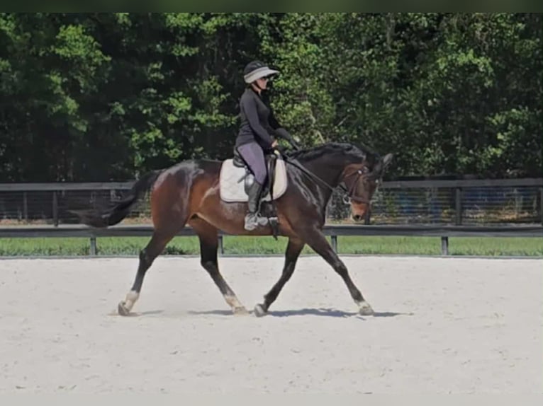 Más caballos centroeuropeos Yegua 10 años 168 cm Castaño rojizo in Ocala FL