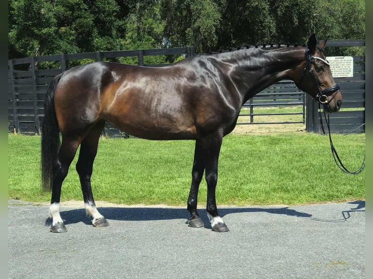 Más caballos centroeuropeos Yegua 10 años 168 cm Castaño rojizo in Ocala FL