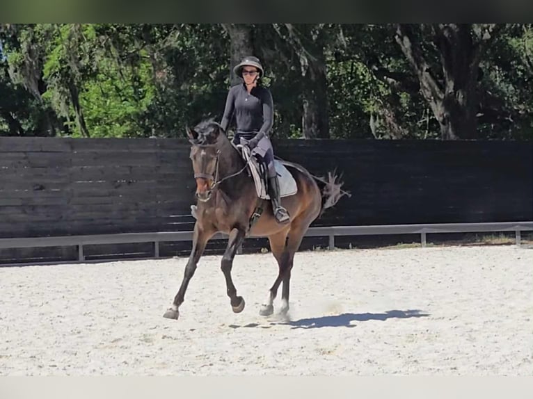 Más caballos centroeuropeos Yegua 10 años 168 cm Castaño rojizo in Ocala FL