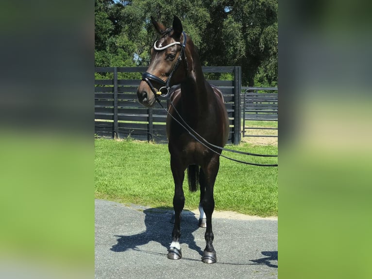 Más caballos centroeuropeos Yegua 10 años 168 cm Castaño rojizo in Ocala FL