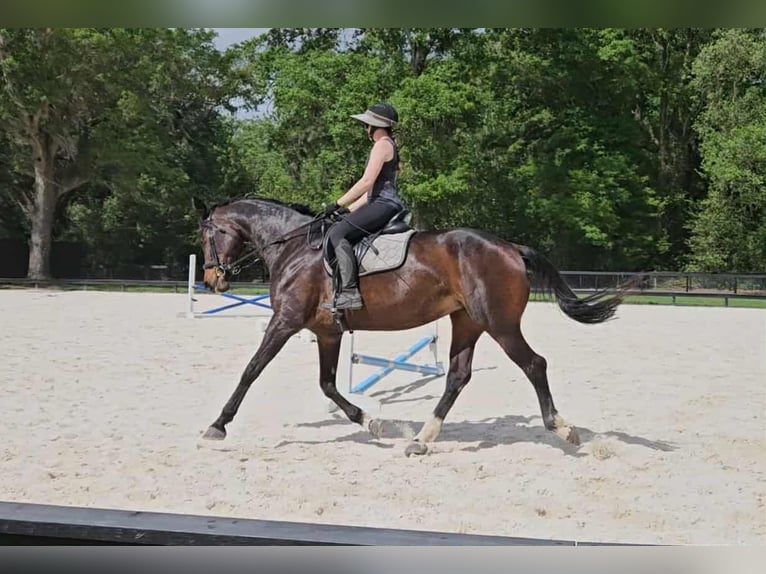 Más caballos centroeuropeos Yegua 10 años 168 cm Castaño rojizo in Ocala FL