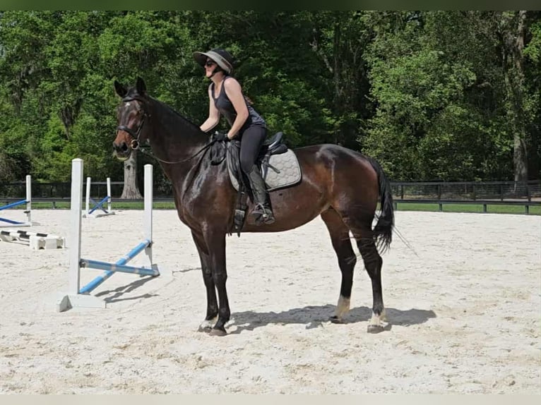 Más caballos centroeuropeos Yegua 10 años 168 cm Castaño rojizo in Ocala FL