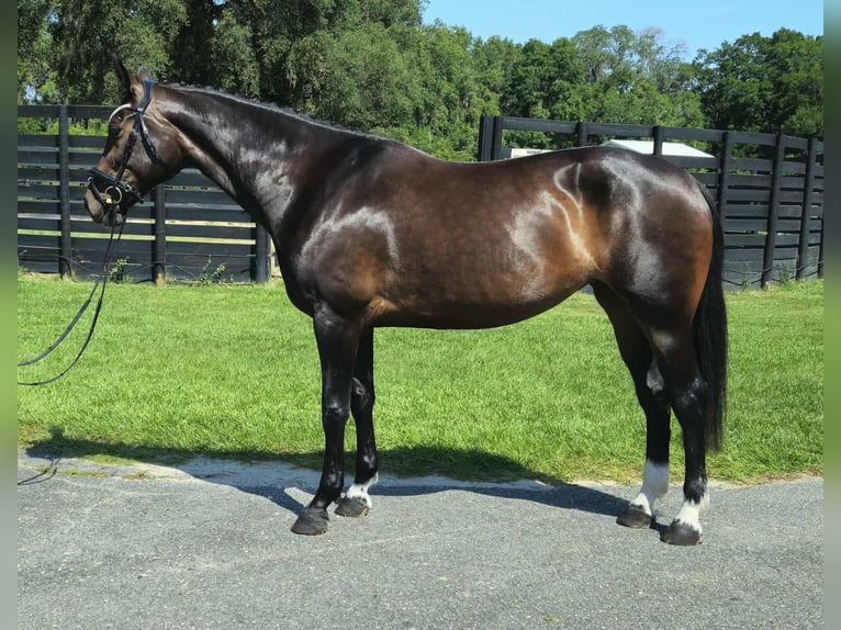 Más caballos centroeuropeos Yegua 10 años 168 cm Castaño rojizo in Ocala FL