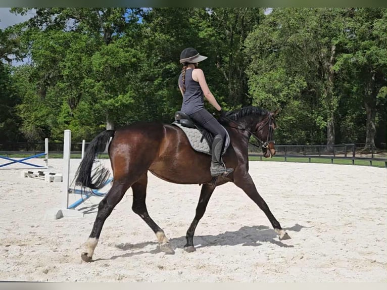 Más caballos centroeuropeos Yegua 10 años 168 cm Castaño rojizo in Ocala FL