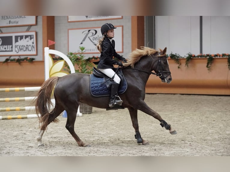 Más caballos centroeuropeos Mestizo Yegua 11 años 144 cm Alazán in Baarlo