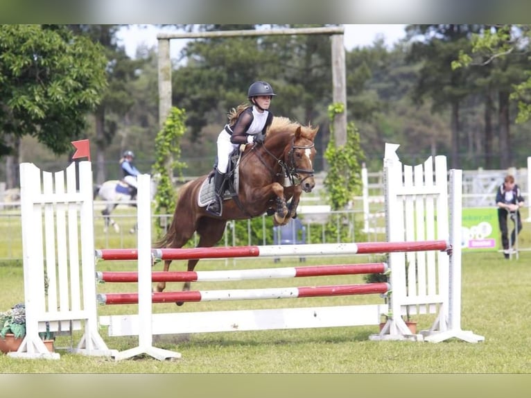 Más caballos centroeuropeos Mestizo Yegua 11 años 144 cm Alazán in Baarlo