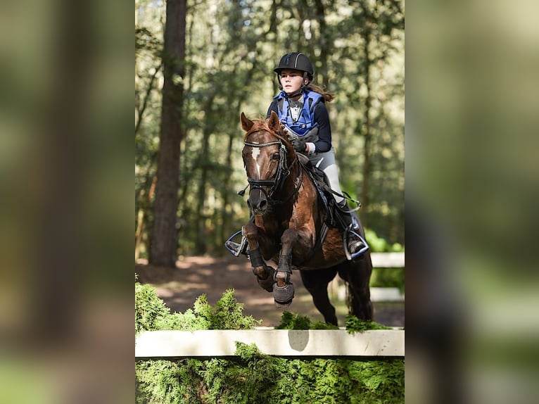 Más caballos centroeuropeos Mestizo Yegua 11 años 144 cm Alazán in Baarlo