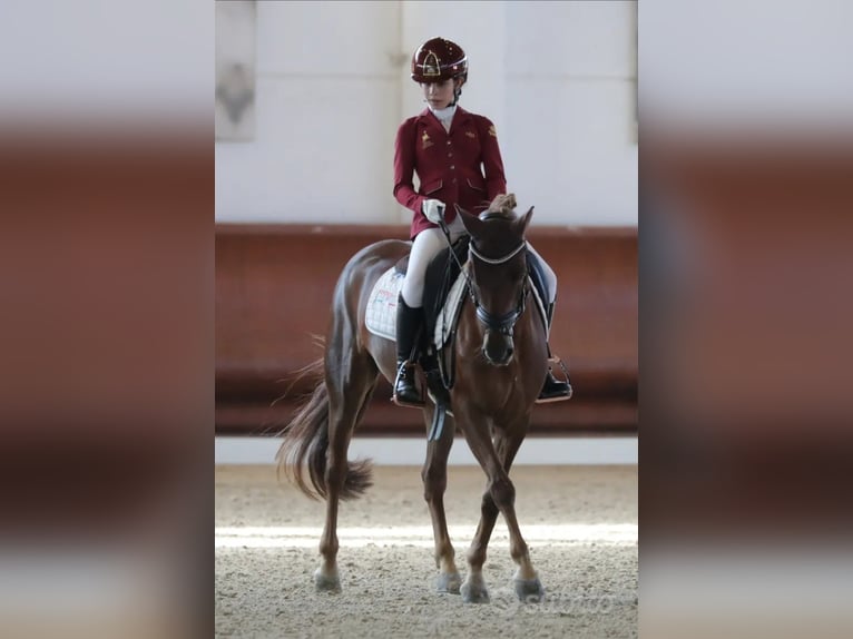 Más caballos centroeuropeos Yegua 11 años 146 cm Alazán-tostado in Falze&#x27;