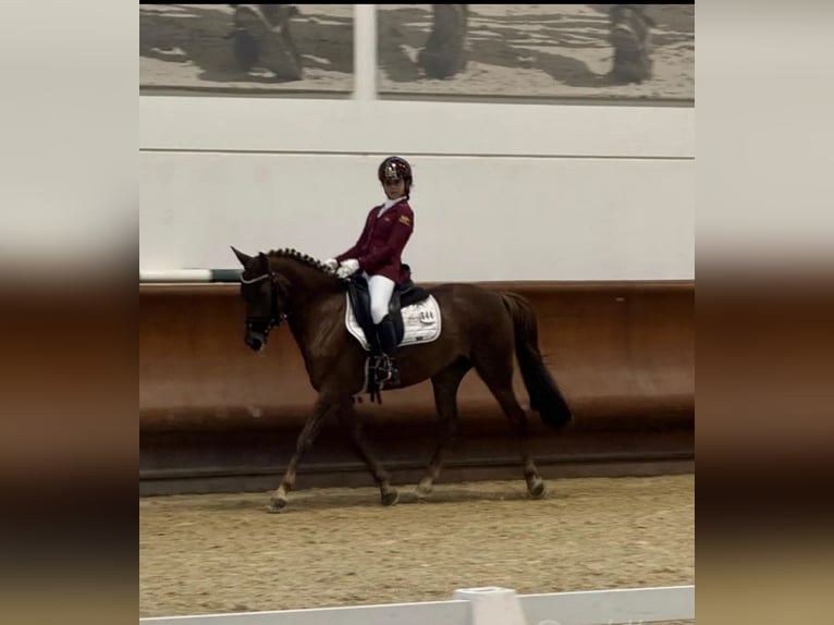 Más caballos centroeuropeos Yegua 11 años 146 cm Alazán-tostado in Falze&#x27;